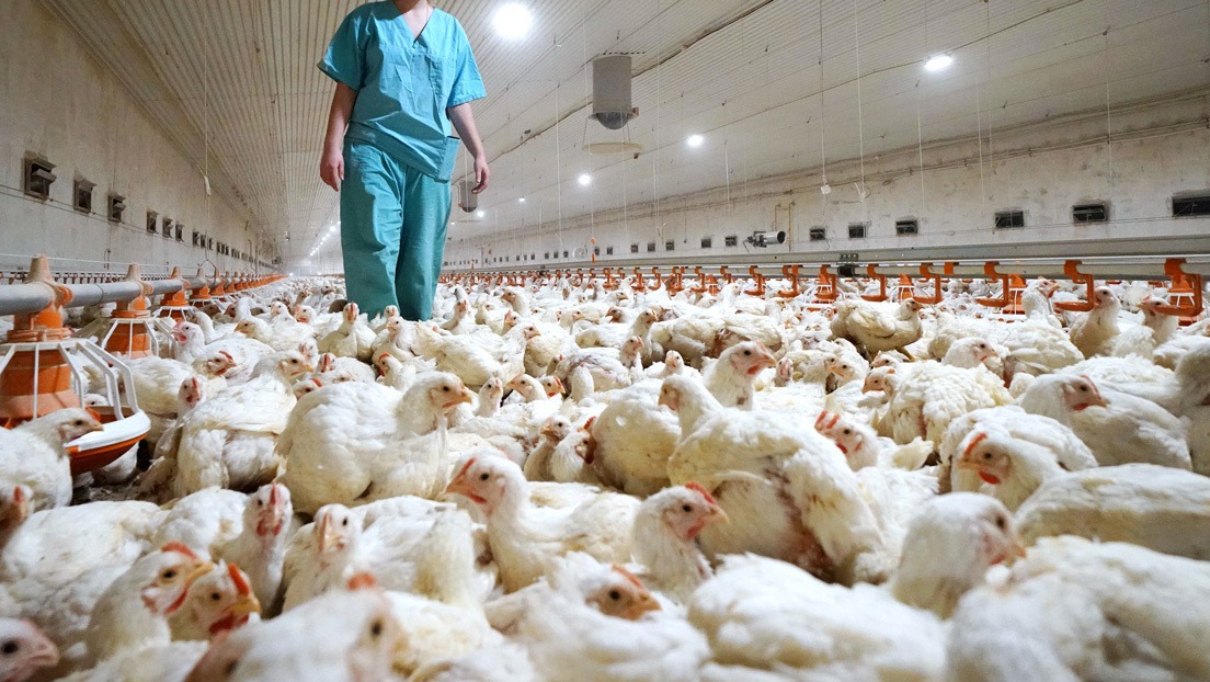   Según las autoridades rusas, aún no se han registrado casos de transmisión de persona a persona del nuevo tipo de virus de la influenza aviar.